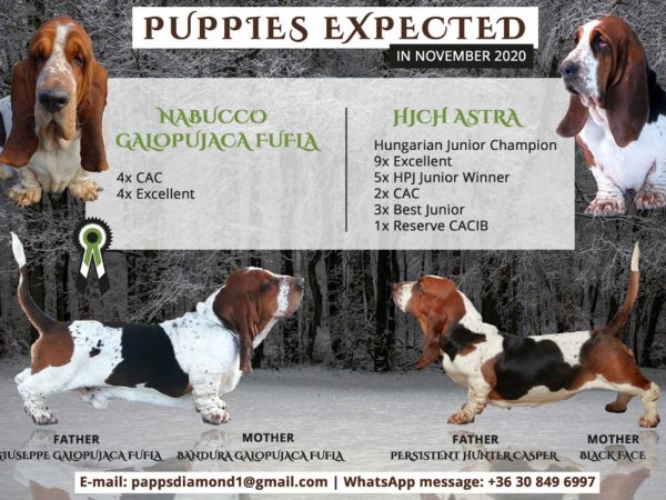 Read more about the article Puppies expected