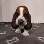 Papp's Diamond Archie basset hound kiskutya