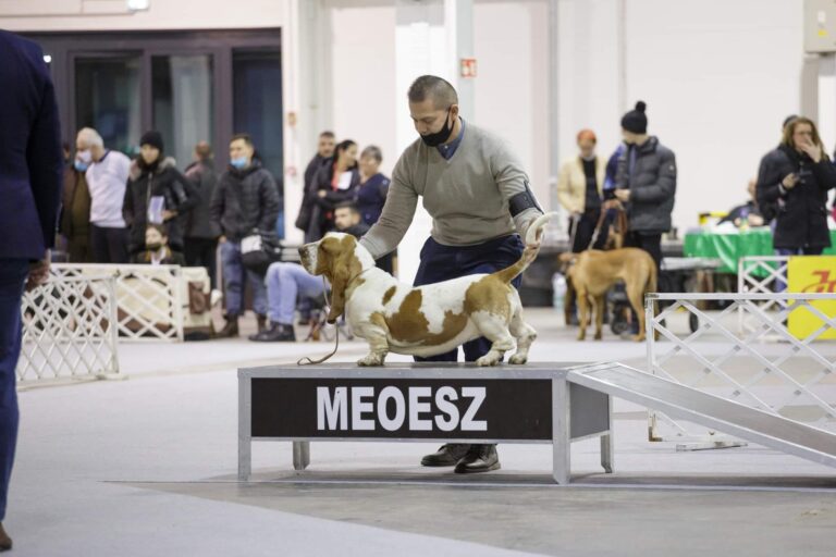 2021 FCI European Dog Show