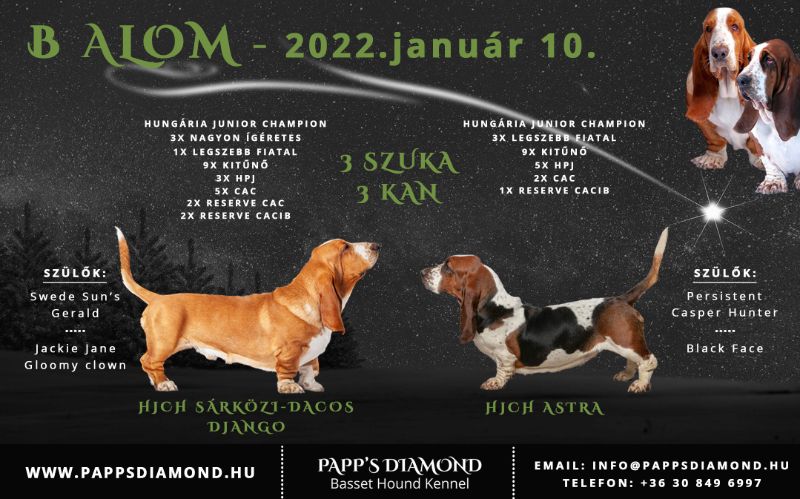 Papp's Diamond Basset Hound Kennel A alom született 2022. január 10.